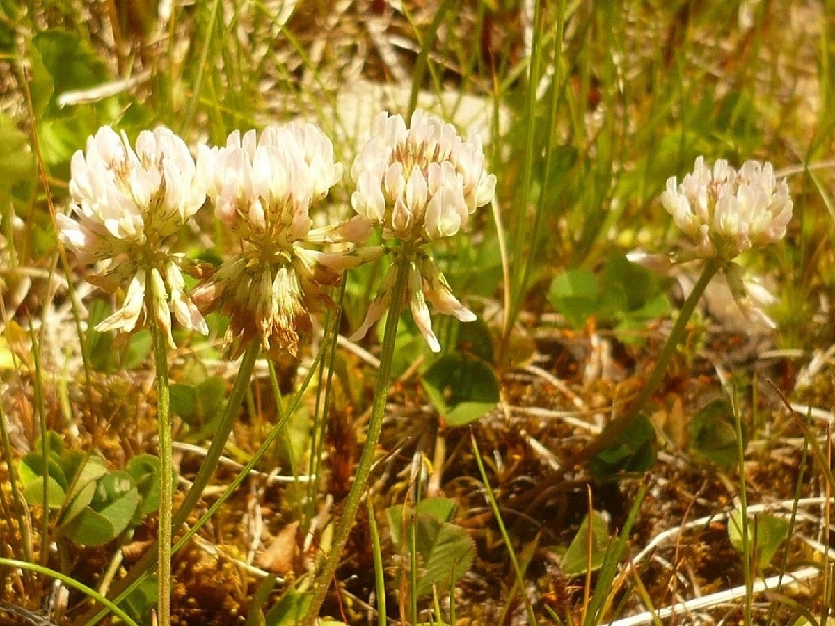 Trifolium pallescens (Fabaceae)